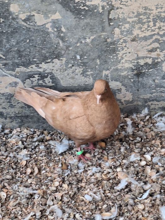 Голуби когершин  .