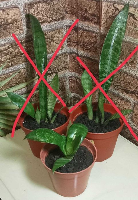 Продам. Сансевиерия цветок - чемпион по производству кислорода.