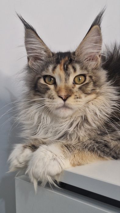 Котята готовые к переезду