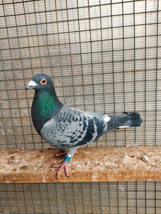 Disponibili pentru cei interesați