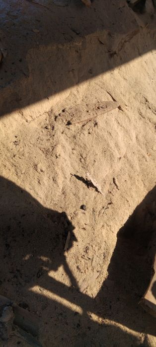 Опилки бесплатно