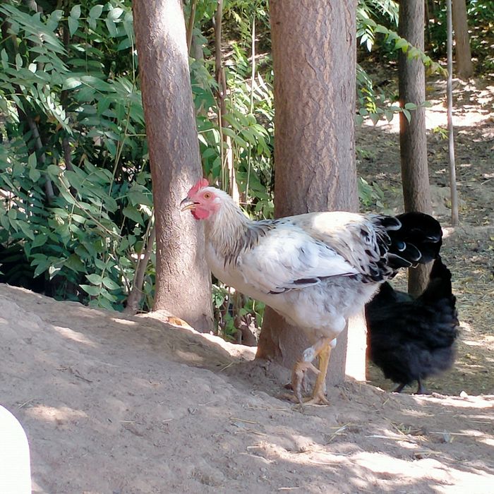 Adler jersi tovuq xoʻrozlar bor