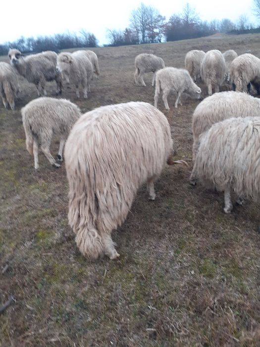 De vânzare 2 oi tinere și un berbec tânăr