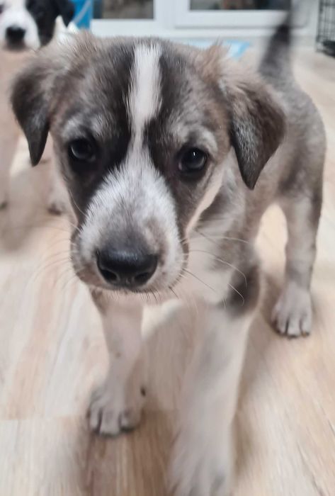 Отдам щенков в добрые руки