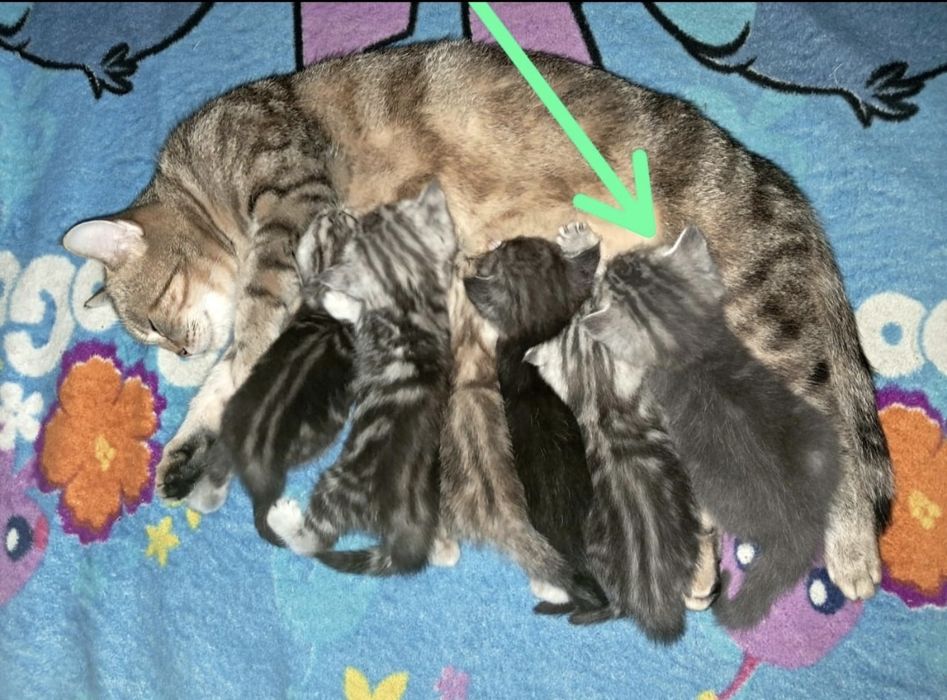 Шотландский прямоухий мальчик