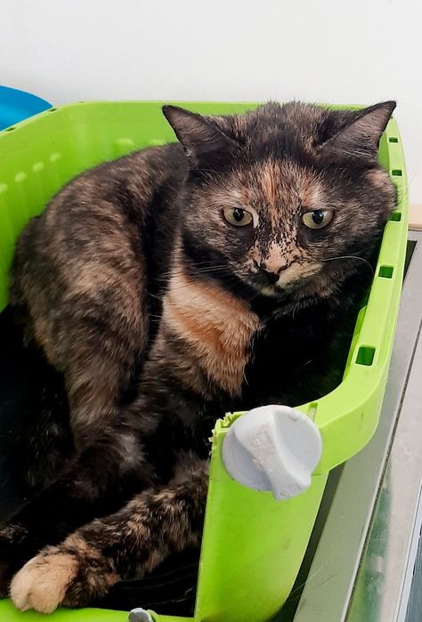 Търся дом за Ная на 2,5 години, кастрирана