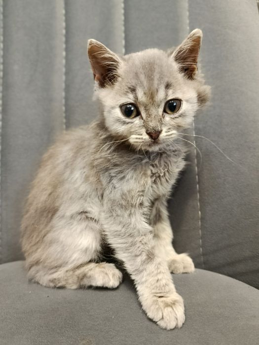 Продаются игривые котята