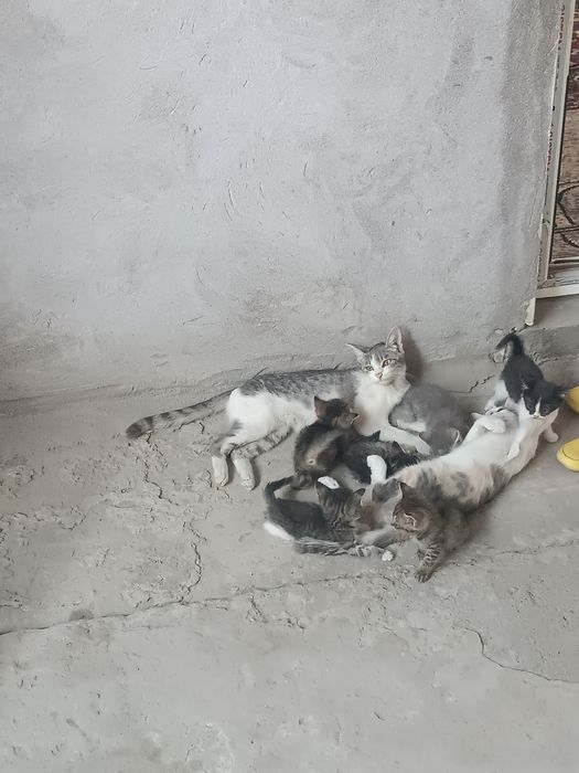 Uy mushuklari ..