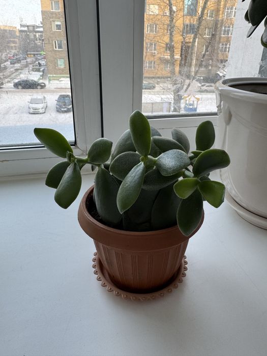Денежное дерево толстянка продам