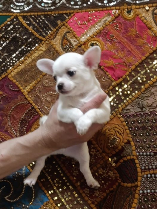 Продам чистокровных Чихуахуа