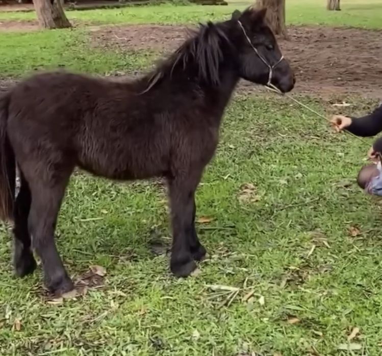 Poneița 3 ani jesntanta 4 luni