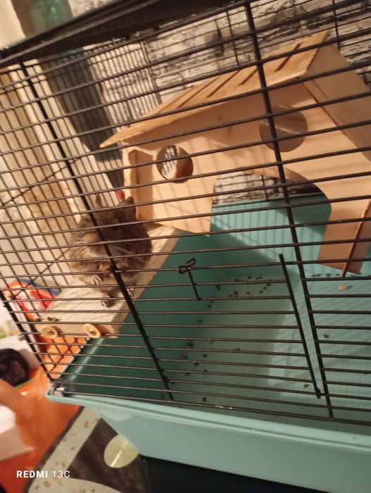 Продается Дигу(Чилийская белка)