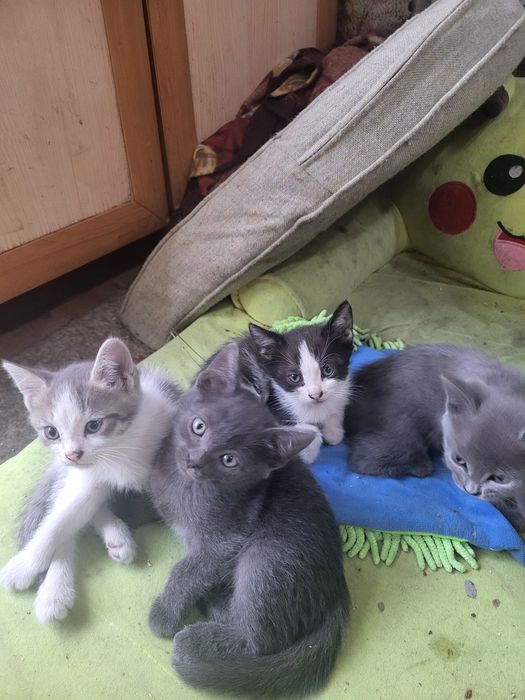 Отдам котят в добрые руки
