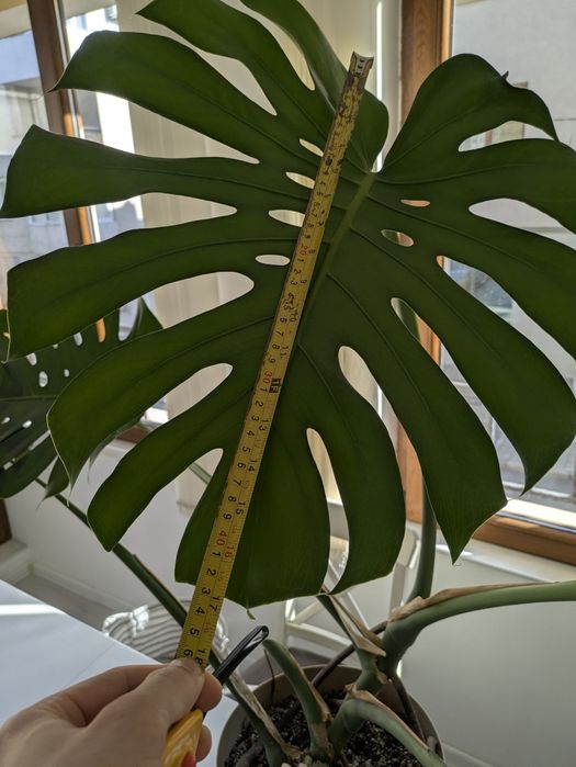 Монстера делисиоза