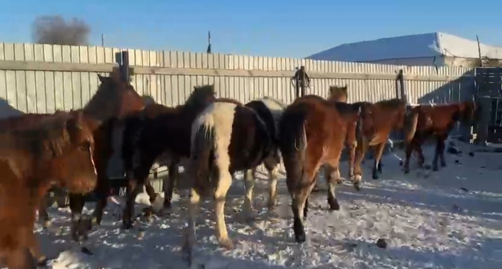 Жеребята 2025г.р