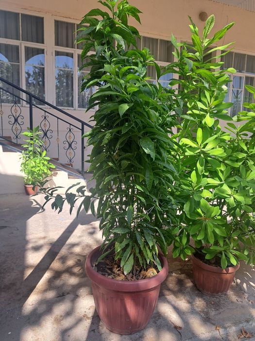 Honaki dekorotiv va dorivor gullar