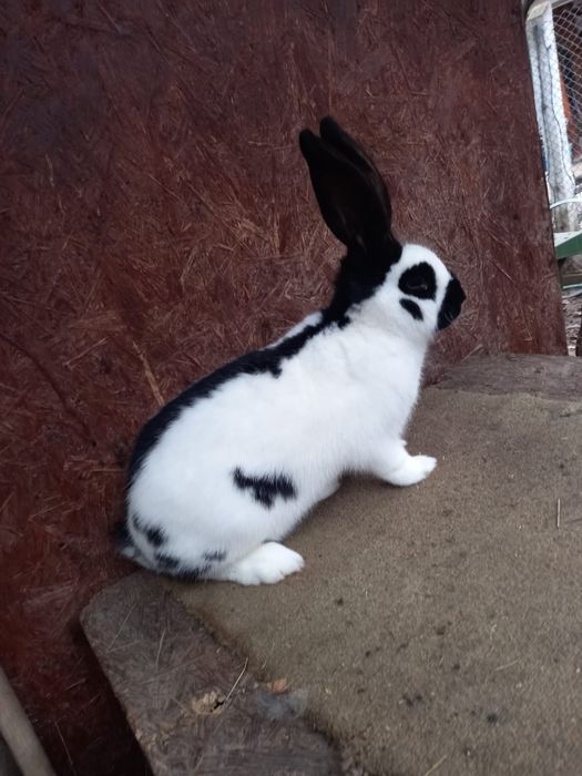 Femele fluture german