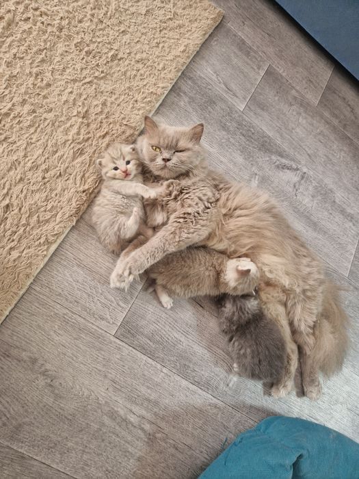 Продажа шотландские котята