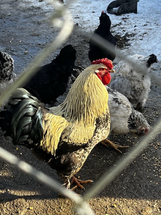 Vand sau schimb cocoș de casă tanar !