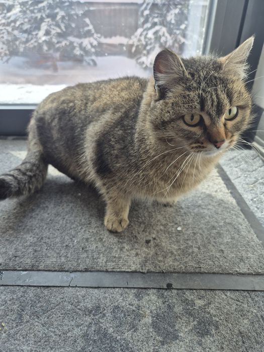 Кошка отдам даром