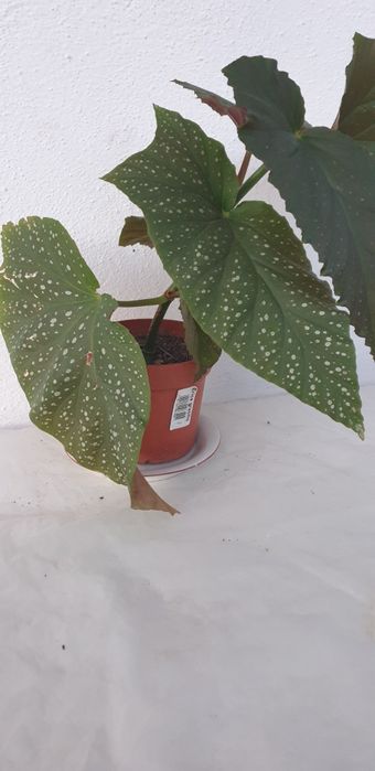 Продавам цветя в саксия