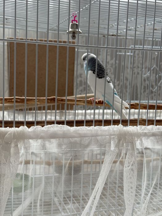 Продам клетку с попугаем