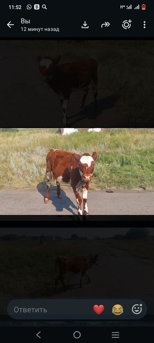 Продам телочка 6 месечны порода сегментал