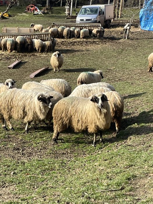Vand oi breze…..40 de bucati !