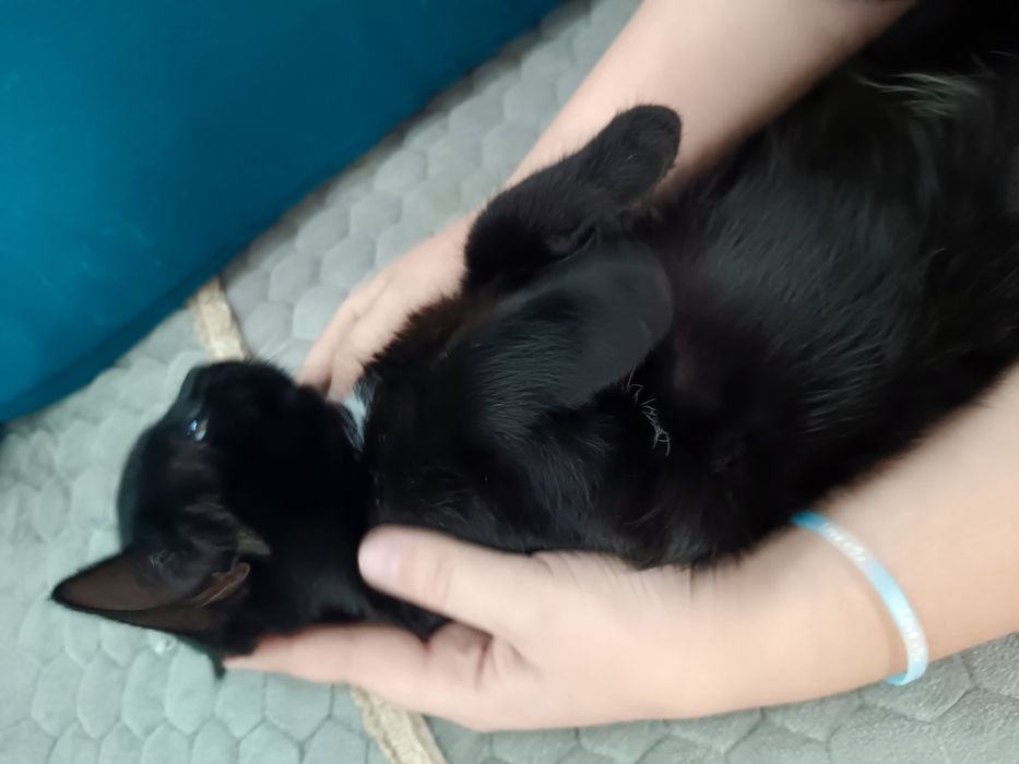 Отдам в добрые руки кошечку