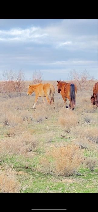 Семіз ту биелер сатылады