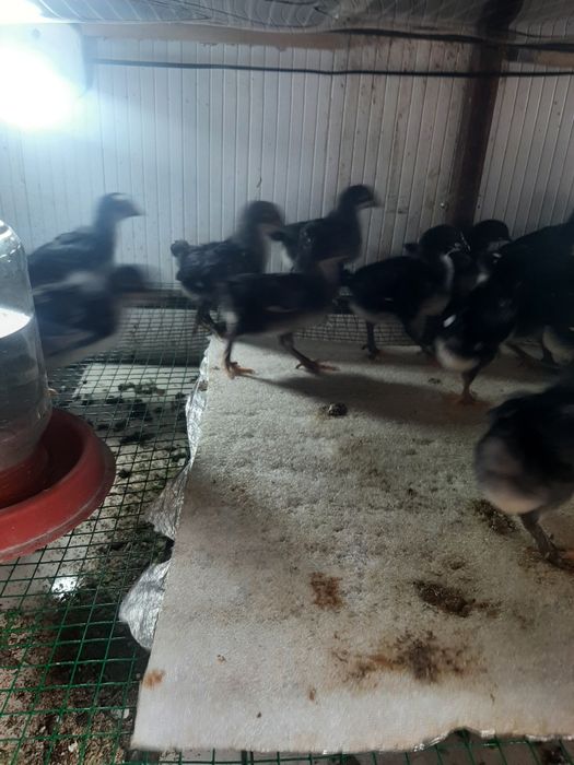 Qora Andijon toviģi jojasi