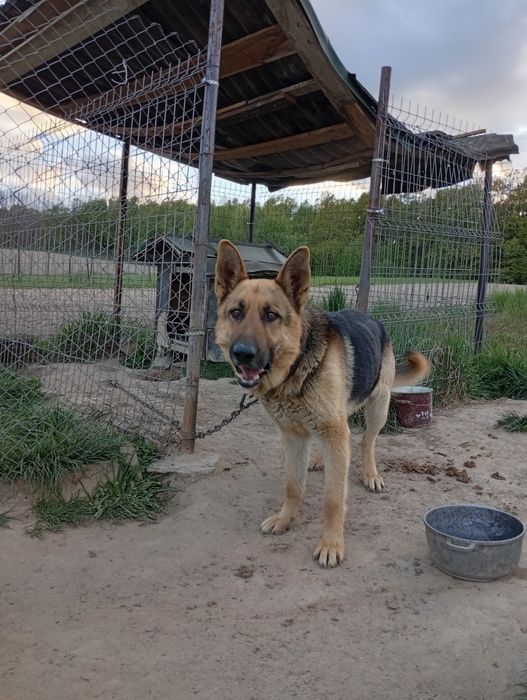 Câine lup ciobanesc german donatie
