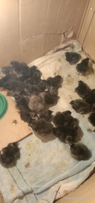 Джерсийский гигант.