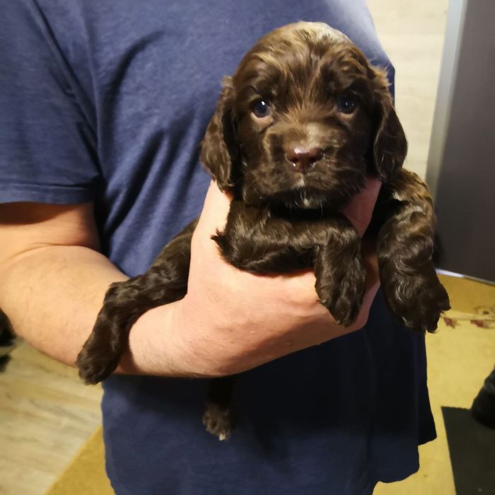 Продаются очаровательные щенки кокер-спаниеля