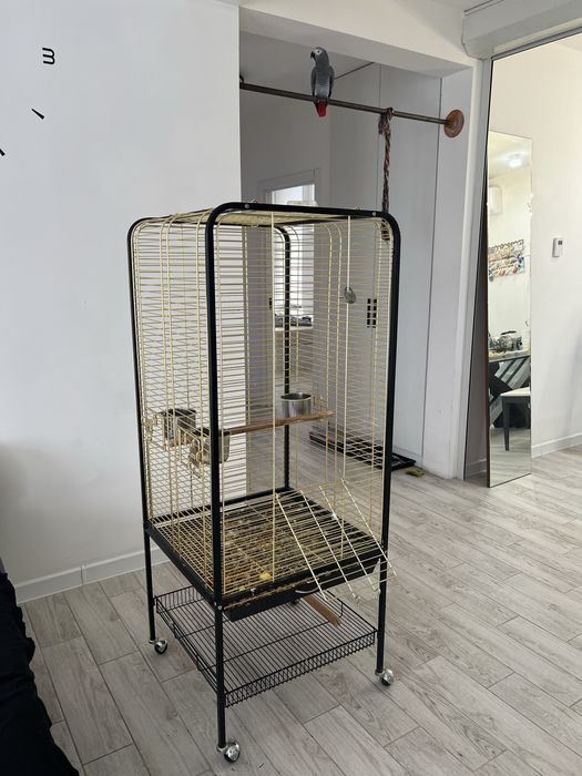 Продам попугая жако мальчик