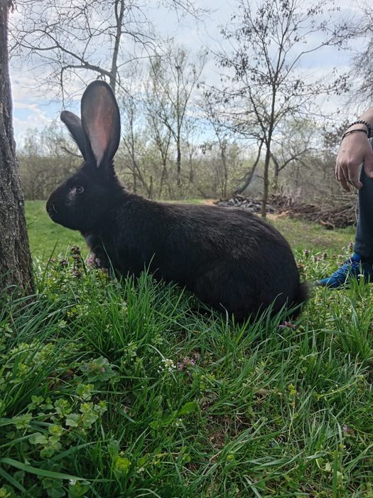 Iepuri pui și maturi