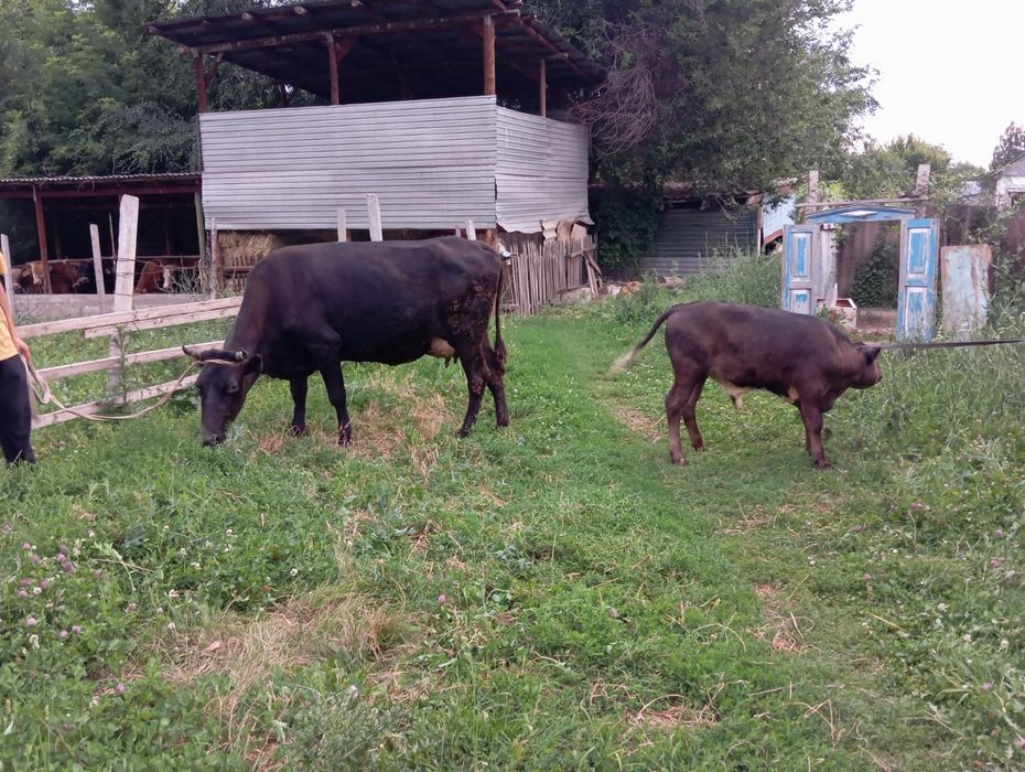 Продаётся Корова с телёнкам   Село Аймен