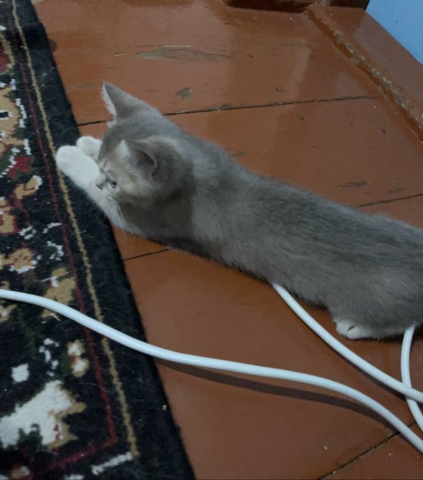 котёнок шиншиллы ищет добрый дом