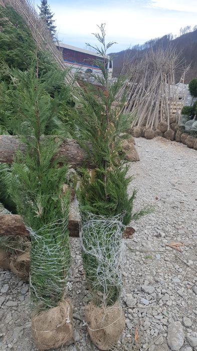Palmier tuia plante ornamentale