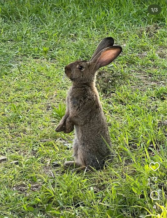 Қоян бар сатылатын