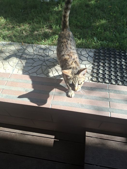 Сладко бездомни  гръцко котенце си търси домкотенце търси любов