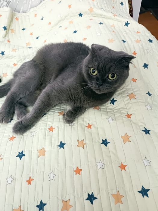 Mushuk sotiladi parodali