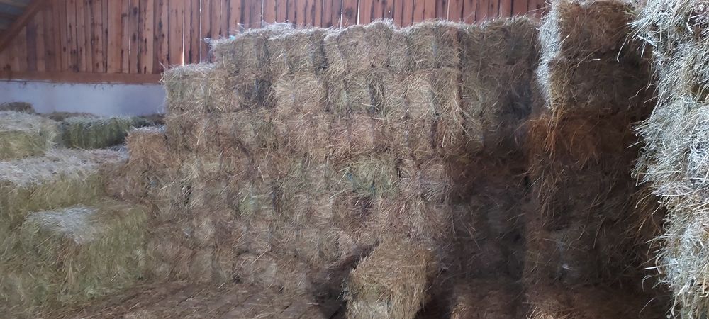 Lucernă,fân dreptunghiular, rotund!