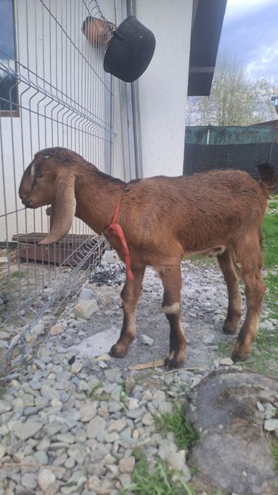 Tapisor anglo nubian