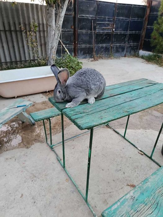 кролики самки парода Великан возраст 6 месяцев куен quyon ургочи