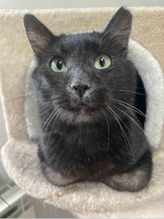 Muc isi cauta familie