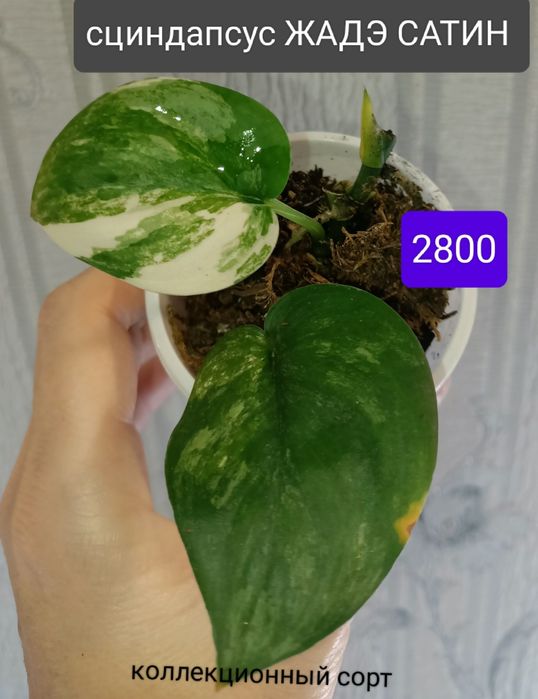 Цветок 2000тенге