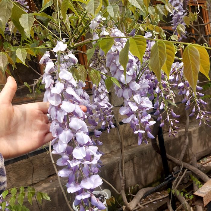 Глициния саженцы