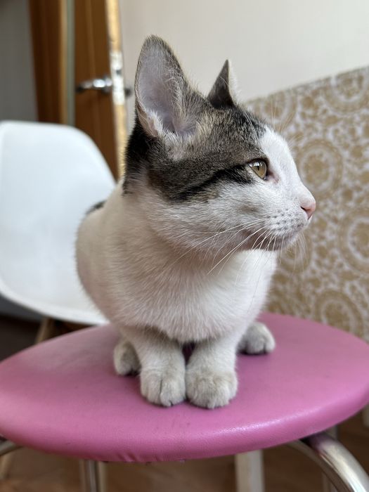 Котенок, мальчик