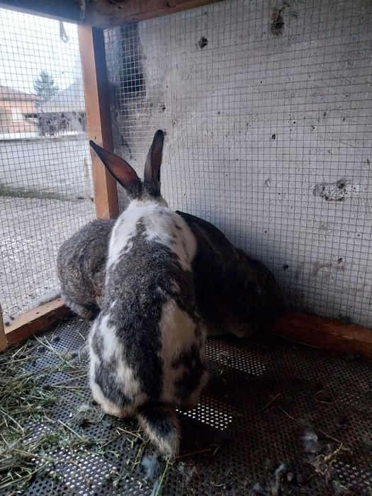 Зайци Великани и Пеперуди